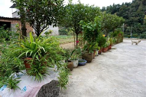 家门口种什么植物好|俗话说，“门前种好树，子孙一直富”！6棵吉利树，种着好处多